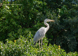 zoologischer garten    